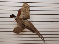 Flying Pheasant Full Body Mount on Plaque