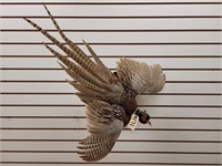 Full Body Flying Ring Neck Pheasant Mount