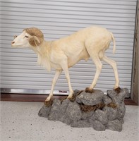 Texas Doll Sheep Ram Full Body Mount on Rocks