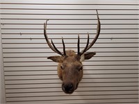 5 x 4 Elk Shoulder Mount