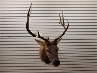 5 x 6 Elk Shoulder Mount