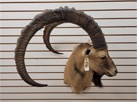 Nubian Ibex Shoulder Mount