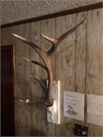Elk Horn Hat Rack