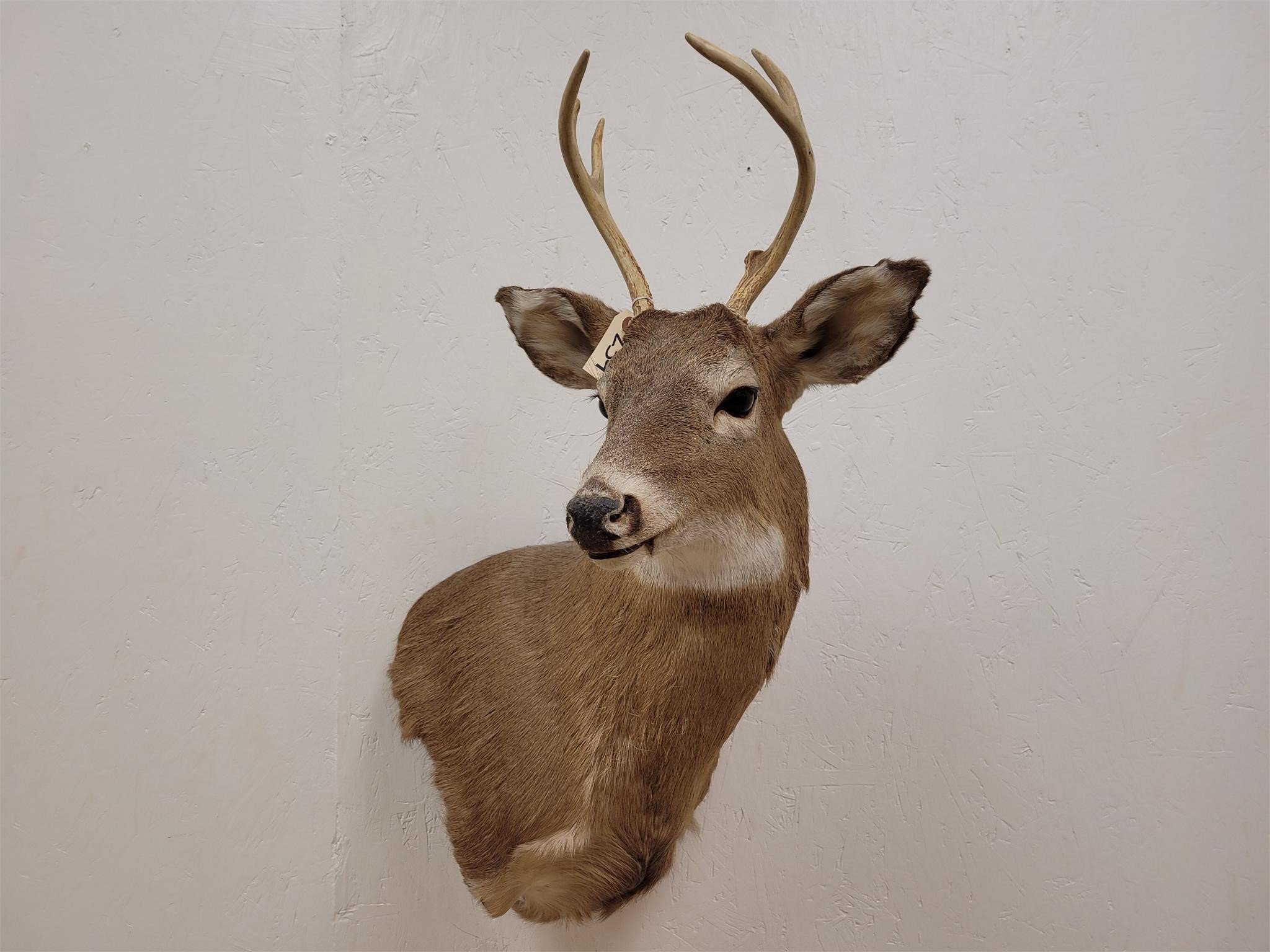 4/24/2021 Taxidermy Auction