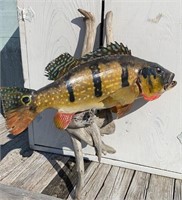 19" Taxidermy Peacock Bass Fish Mounted