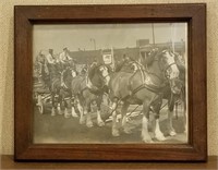 Budweiser Clydesdale Horses Framed Photo