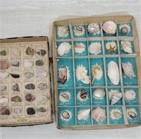 Shells & rocks & minerals