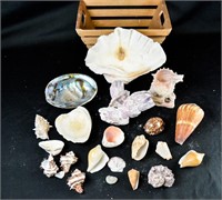 SEASHELLS & CORAL Nautical Marine Decor