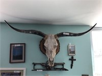 European Skull Mount