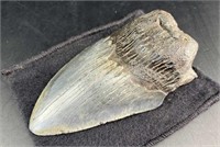 Megalodon Tooth Fossil - High Grade Prehistoric