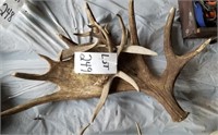 Assortment of antlers
