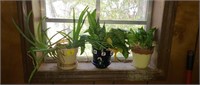 Aloe Vera Potted Plant and more 3 pcs