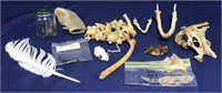 Box of Educational Animal Bones and Skulls