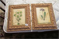 2 Framed Botanical Pictures signed Villenerrve ?