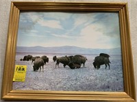 1880 "Buffalo Grazing' by LA Huffman