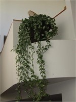 Real Hanging Plant