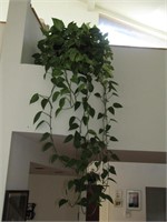 Real Hanging Plant