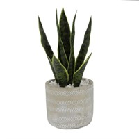 12 in. Snake Plant in 4.75 in. Arrow Cement Plantr