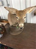 Deer mount on pedestal 20x20