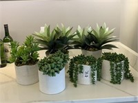 6PC ASSORTED POTTED GREENERY