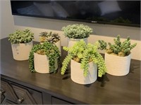 6PC ASSORTED POTTED GREENERY