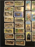 Brooke Bond Animals and Their Young 48 card set