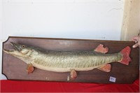 MOUNTED MUSKIE OR PIKE
