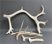 Lot of Large Shed Antlers