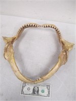 Shark Taxidermy Skeleton Fossil Jaw Bone w/