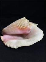 Conch Shell