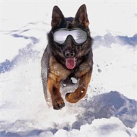 Dog Goggles for Medium to Large Dog