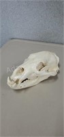 European style bear skull