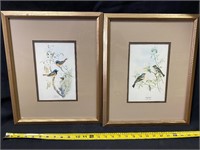 2 John Gould bird prints
