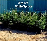 White Spruce 4ft Potted Trees