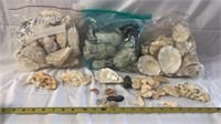 Lot of Sea shells and Coral