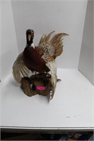 Taxidermy Pheasant on Log Base. Game Tag on Leg