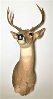 8 Point Mounted Deer Head