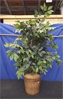 Ficus Tree with Water Bulb
