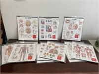 13 Anatomical Medical Charts