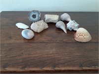 Lot with Crystal, Fossil, and Shells