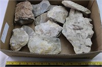 Misc Fossils
