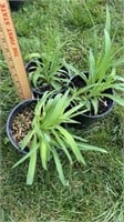Stella Daylillies (Lot of 3 Plants)
