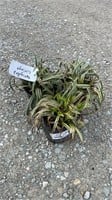 Varigated Liriope (Lot of 3 Plants)