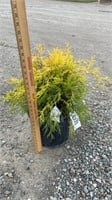 Mop Cypress (Lot of 1 Plant)