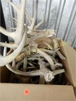 GROUP OF 2 BOXS OF DEER HORNS AND SKULLS