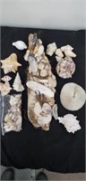 Sea shells & sea shell decor