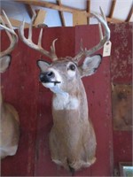 10 Point Buck Whitetail Deer Mount