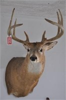 10-pt deer head mount