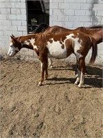 LIZZY 2020 SORREL & WHITE PAINT FILLY