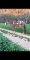 JEZ 6 YEAR OLD APHA REGISTERED MARE